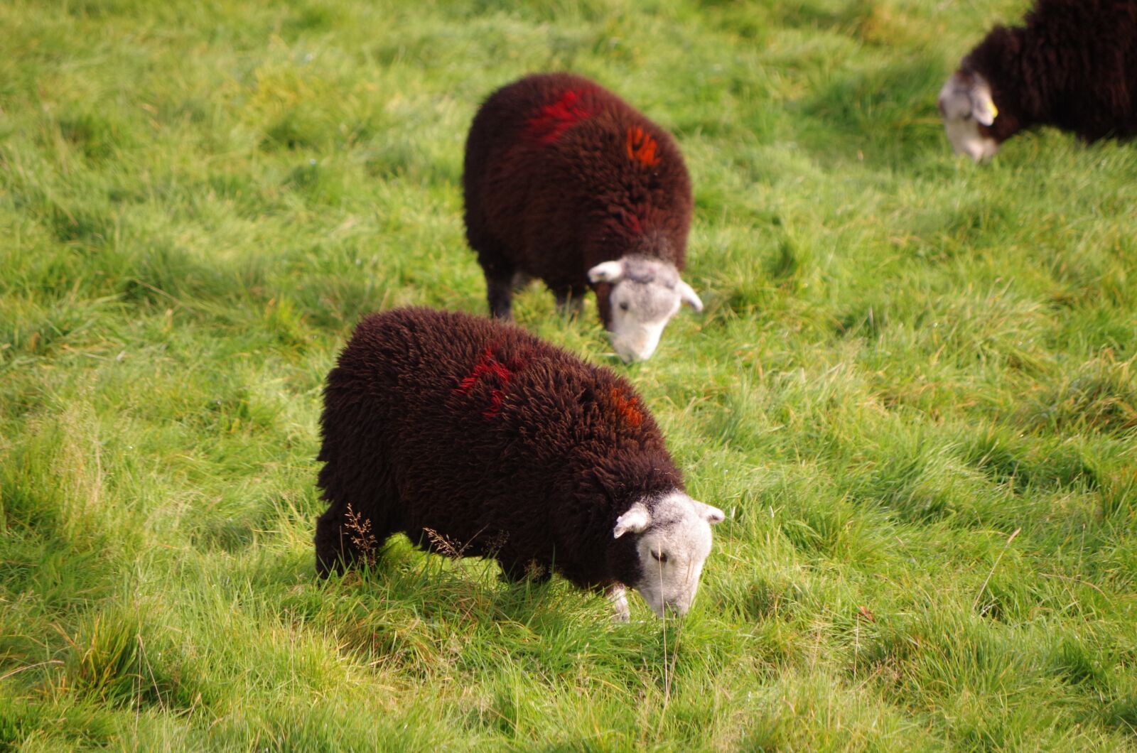 Pentax K-30 sample photo. Sheep, beautiful sheep, nature photography