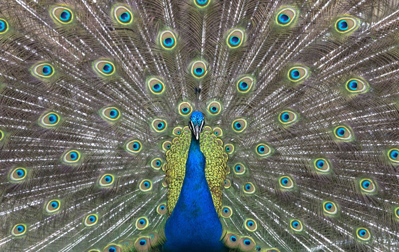Nikon D7200 sample photo. Peacock, feather, bird photography