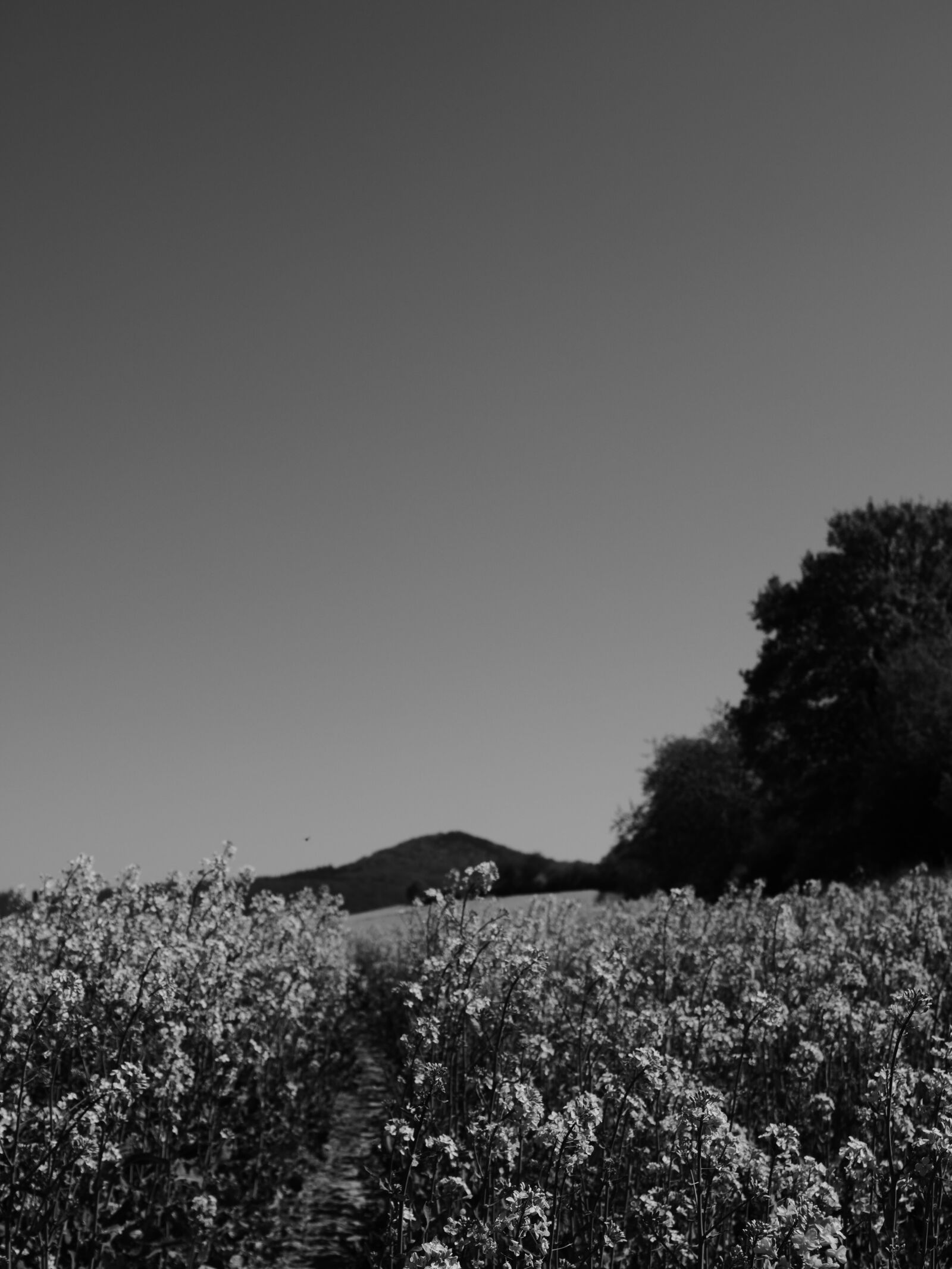 LEICA DG 12-60/F2.8-4.0 sample photo. Canola, canola field, field photography
