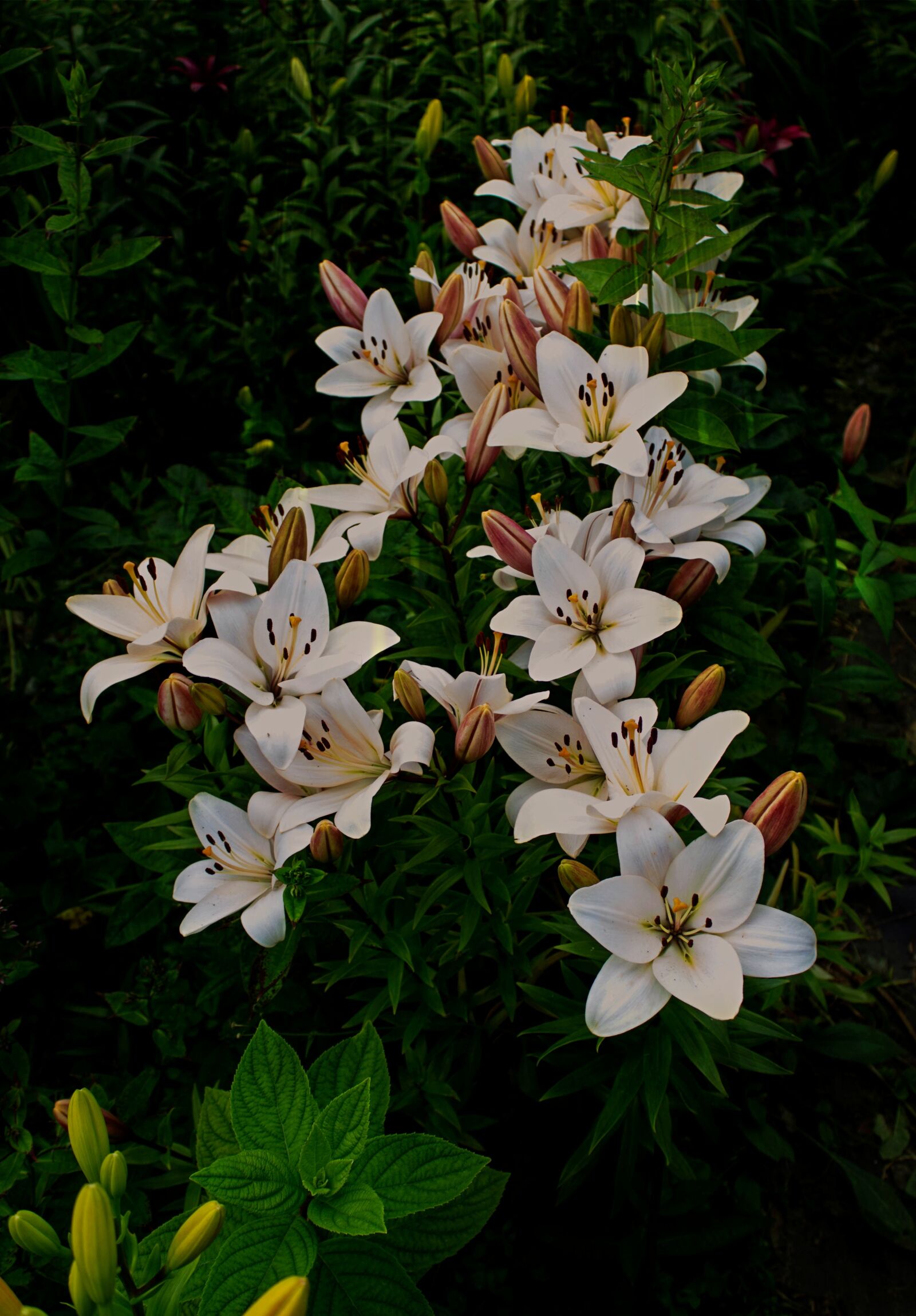 Canon EOS 600D (Rebel EOS T3i / EOS Kiss X5) sample photo. Summer, garden, lily photography