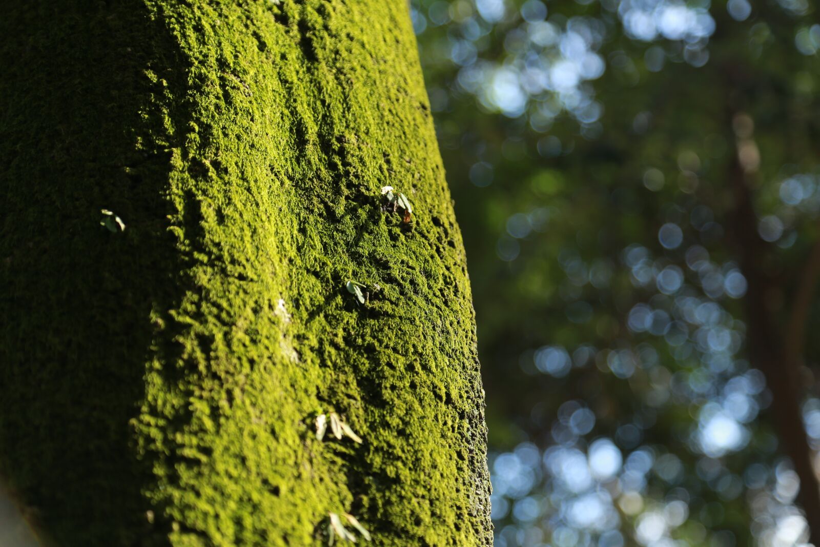 Canon EOS 6D + Canon EF 24-105mm F4L IS USM sample photo. Travel, japan, environmental protection photography