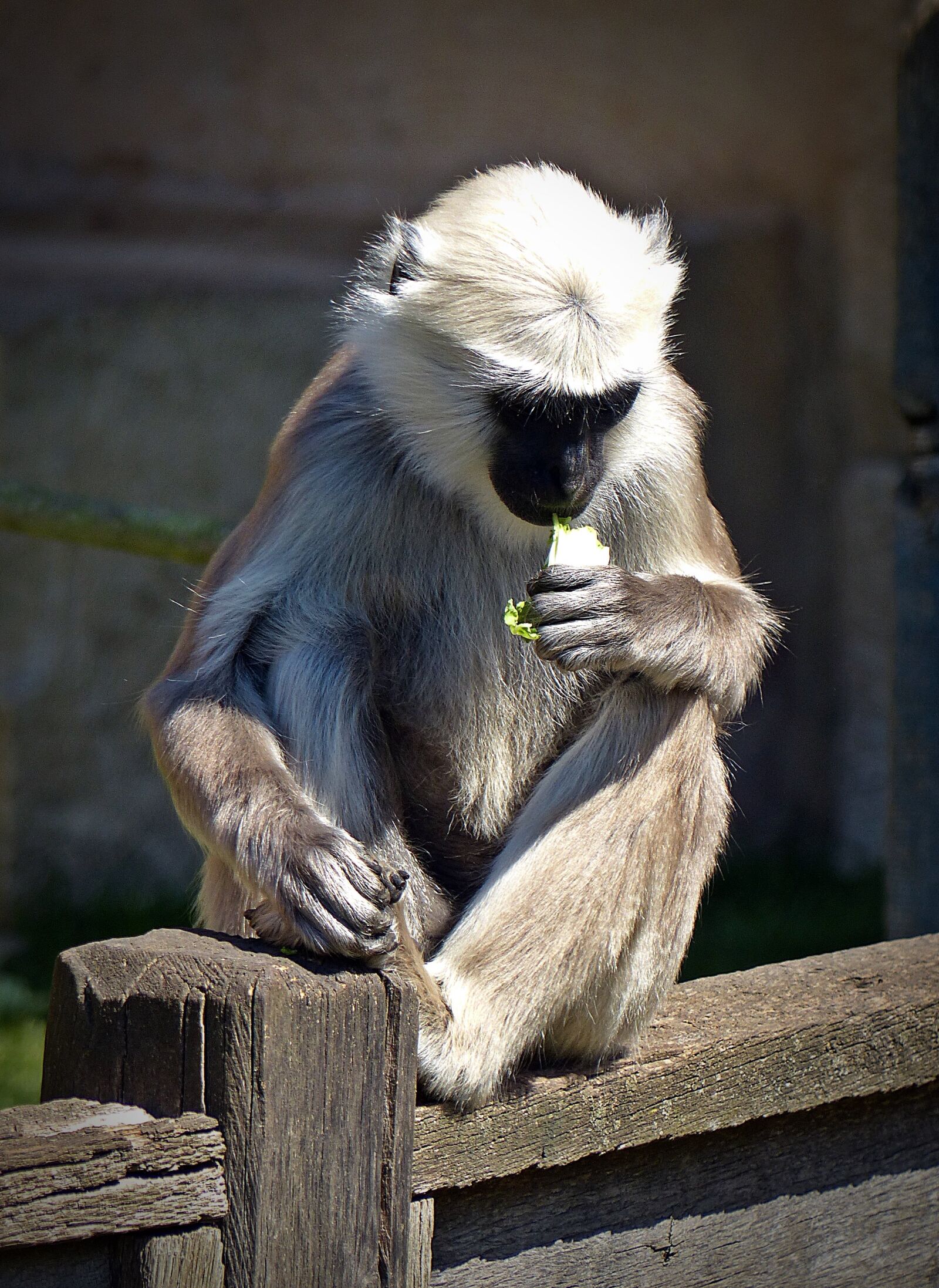 Panasonic Lumix DMC-FZ200 sample photo. Monkey, langur, animal photography