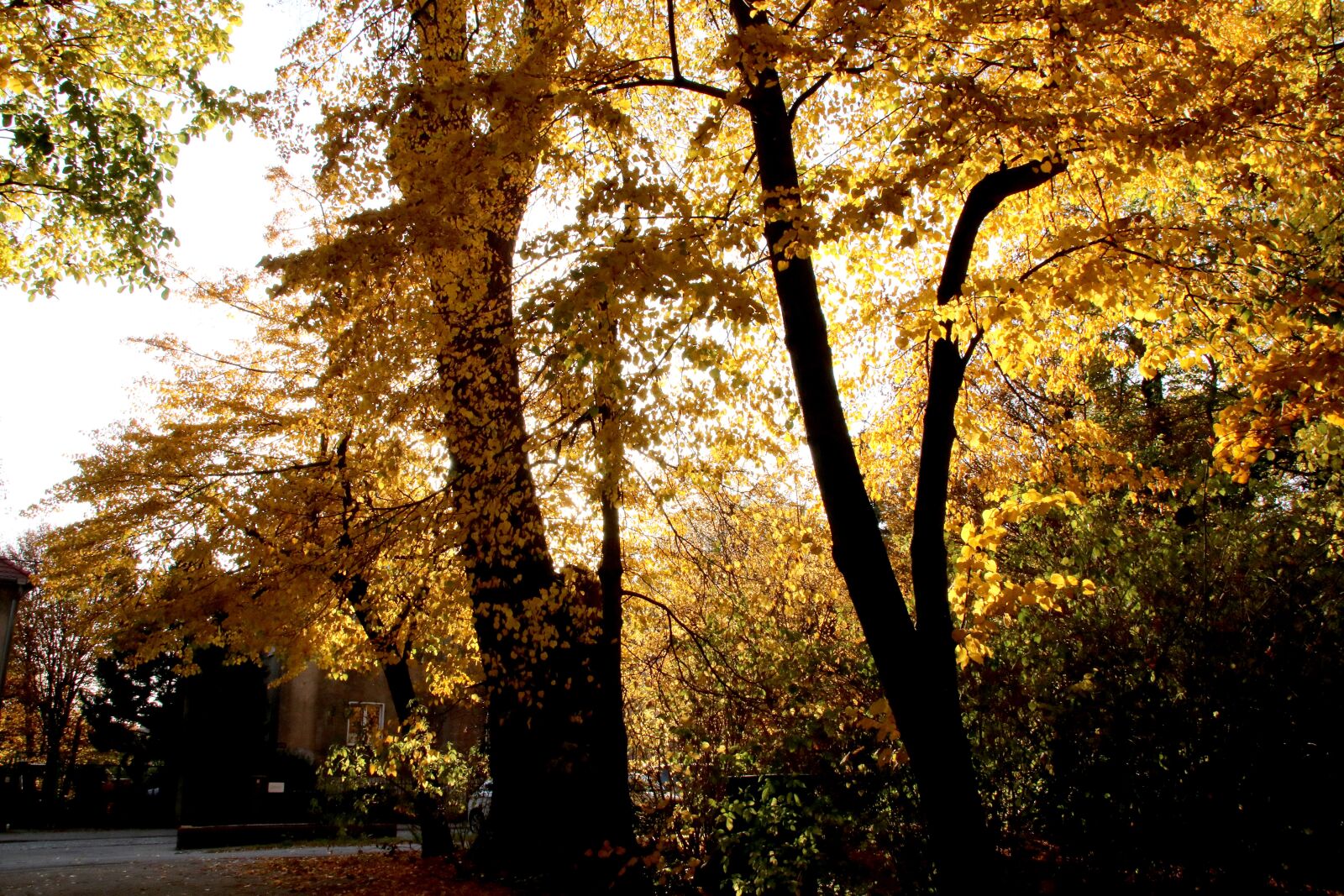 Canon EOS 80D sample photo. Gold, autumn, foliage photography