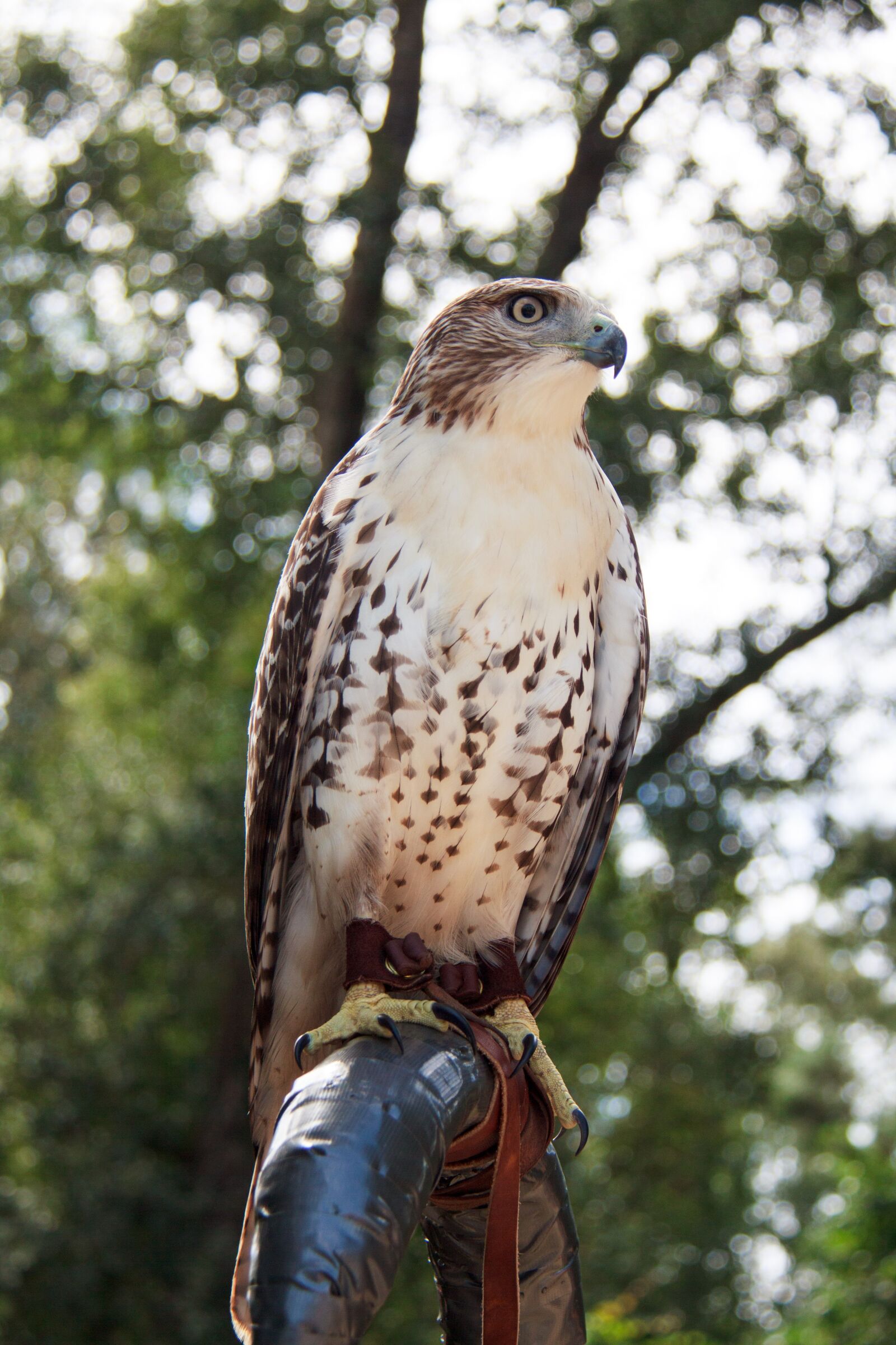 Canon EF-S 18-200mm F3.5-5.6 IS sample photo. Hawk, red-tailed hawk, bird photography