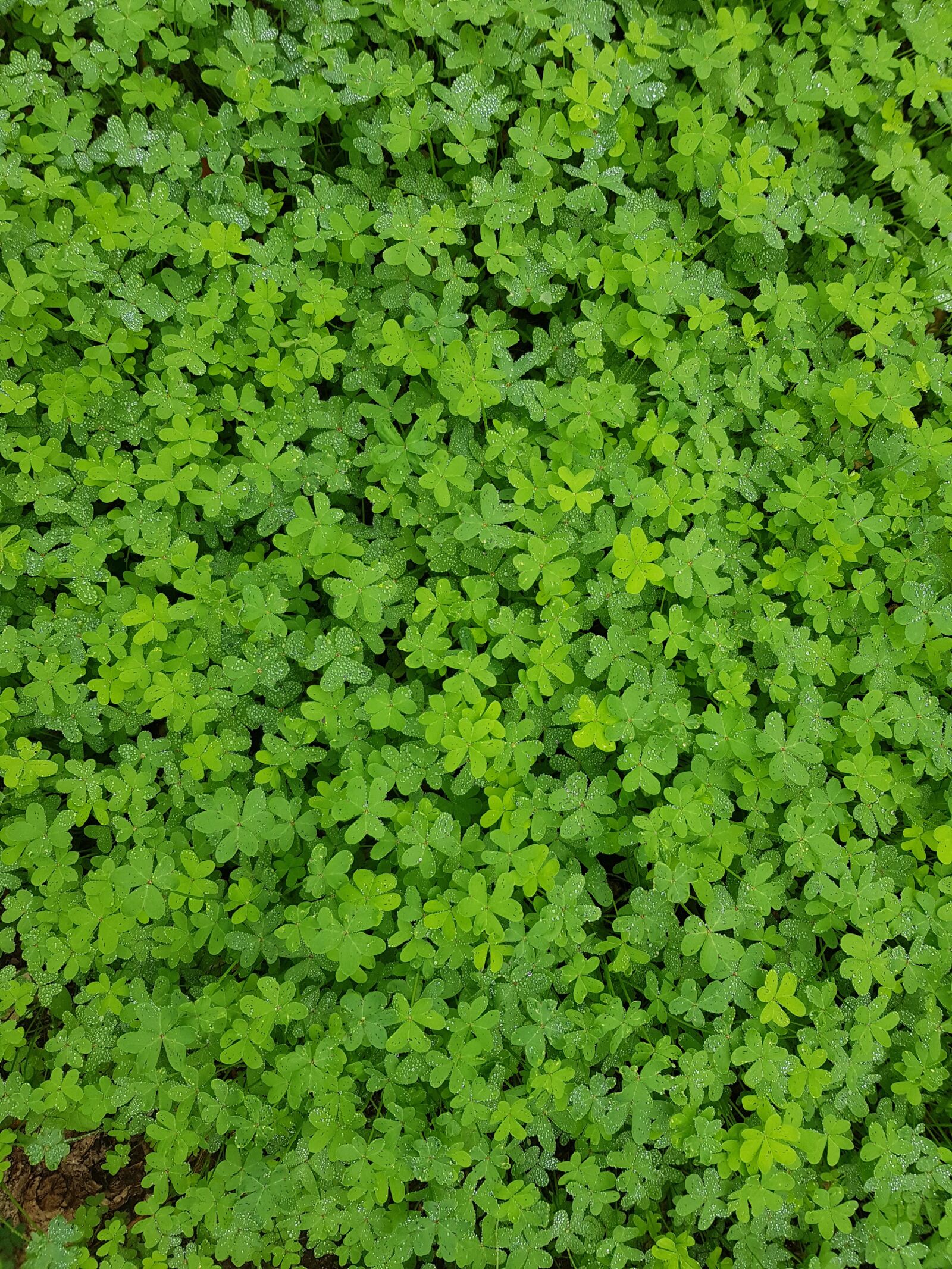 Samsung Galaxy S8 sample photo. Nature, four-leaf clover, clover photography
