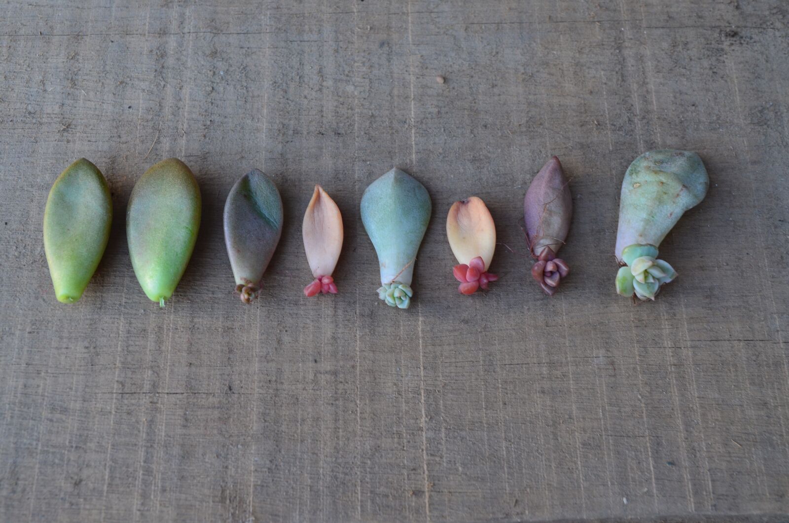 Nikon D5100 sample photo. Leaves, leaf, wood photography