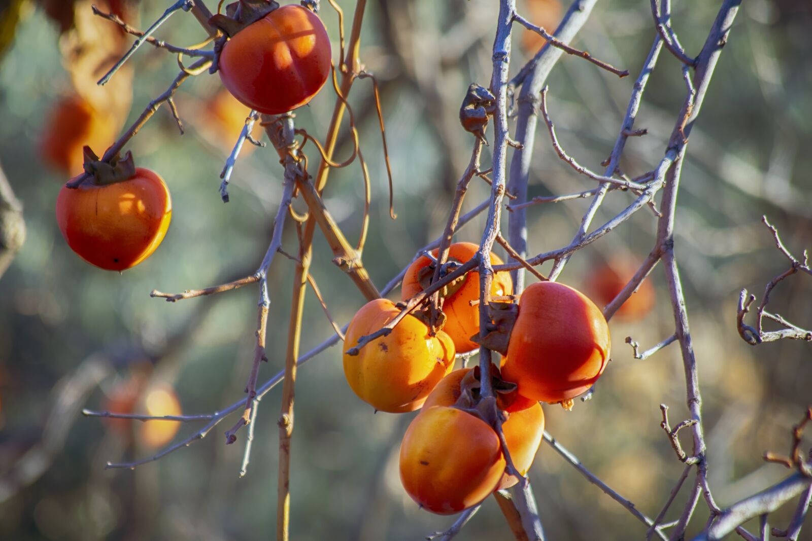 Nikon D3300 sample photo. Fruits, autumn, persimon photography