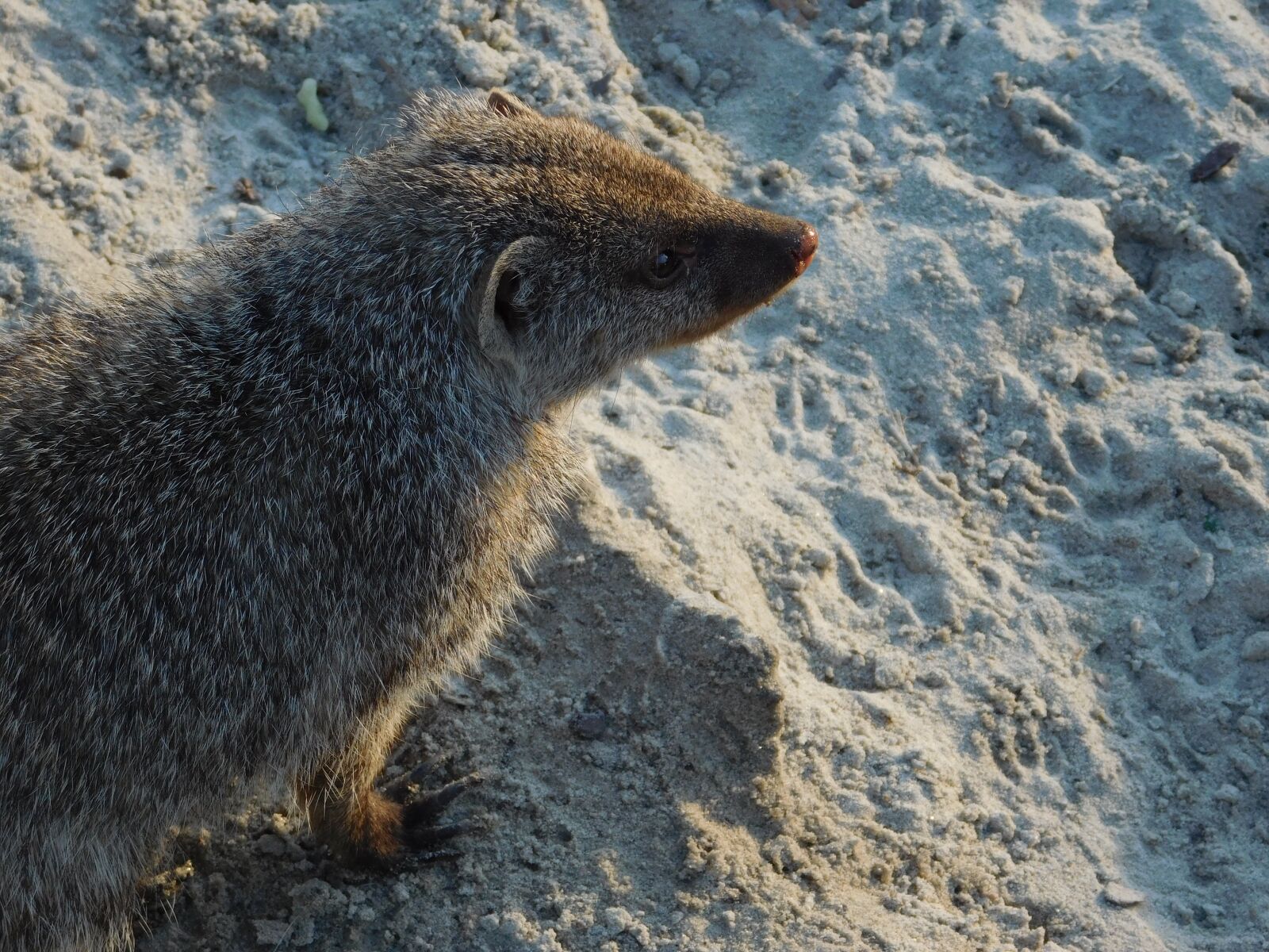 Nikon Coolpix L840 sample photo. Meerkat, zoo, animal photography