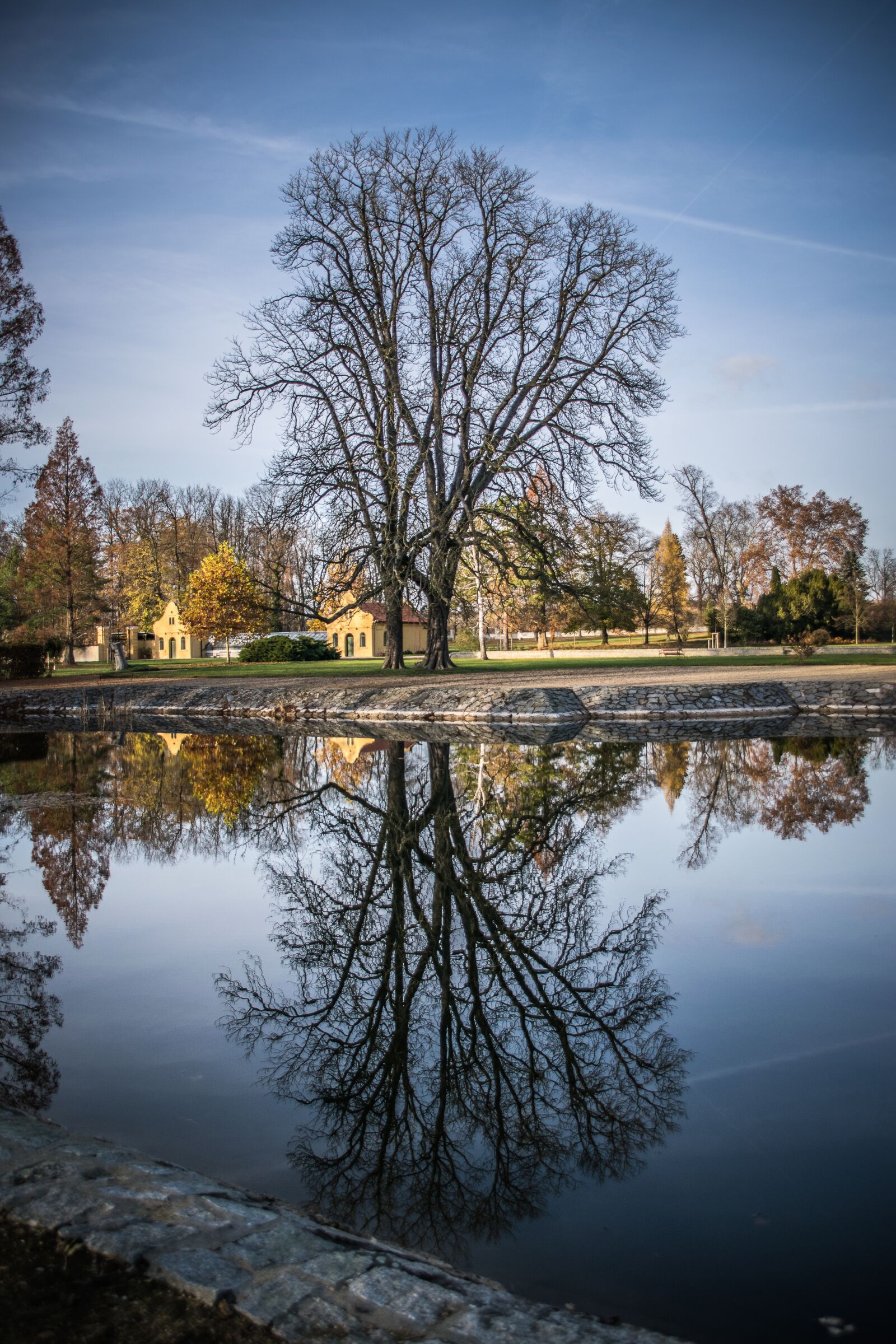 Nikon D5300 sample photo. Reflection, tree, old photography