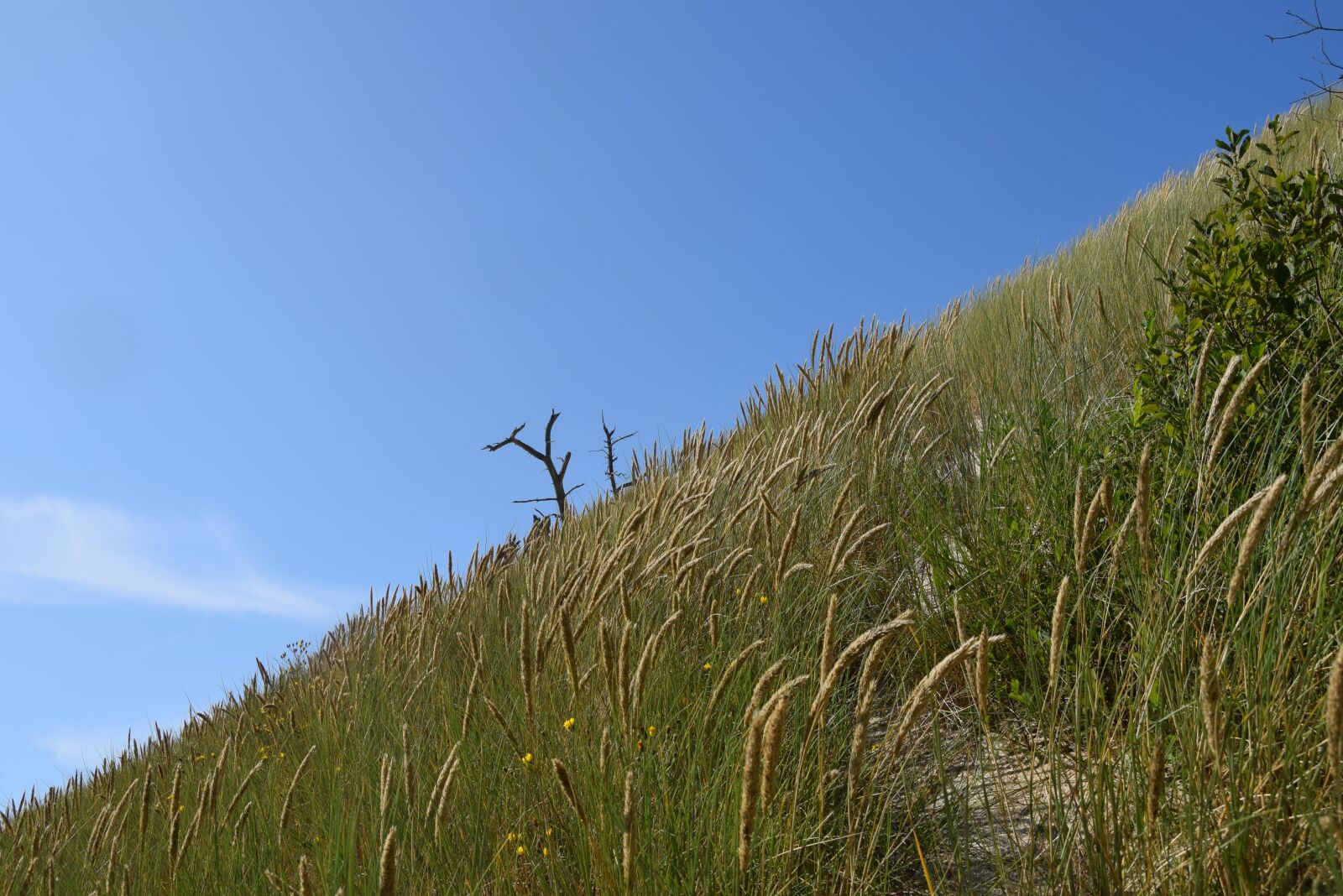 Nikon D5300 sample photo. Landscape, grass, sky photography