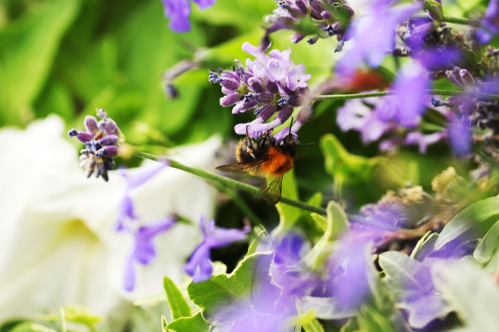 Canon EOS 7D Mark II sample photo. Bumblebee, nature, summer photography
