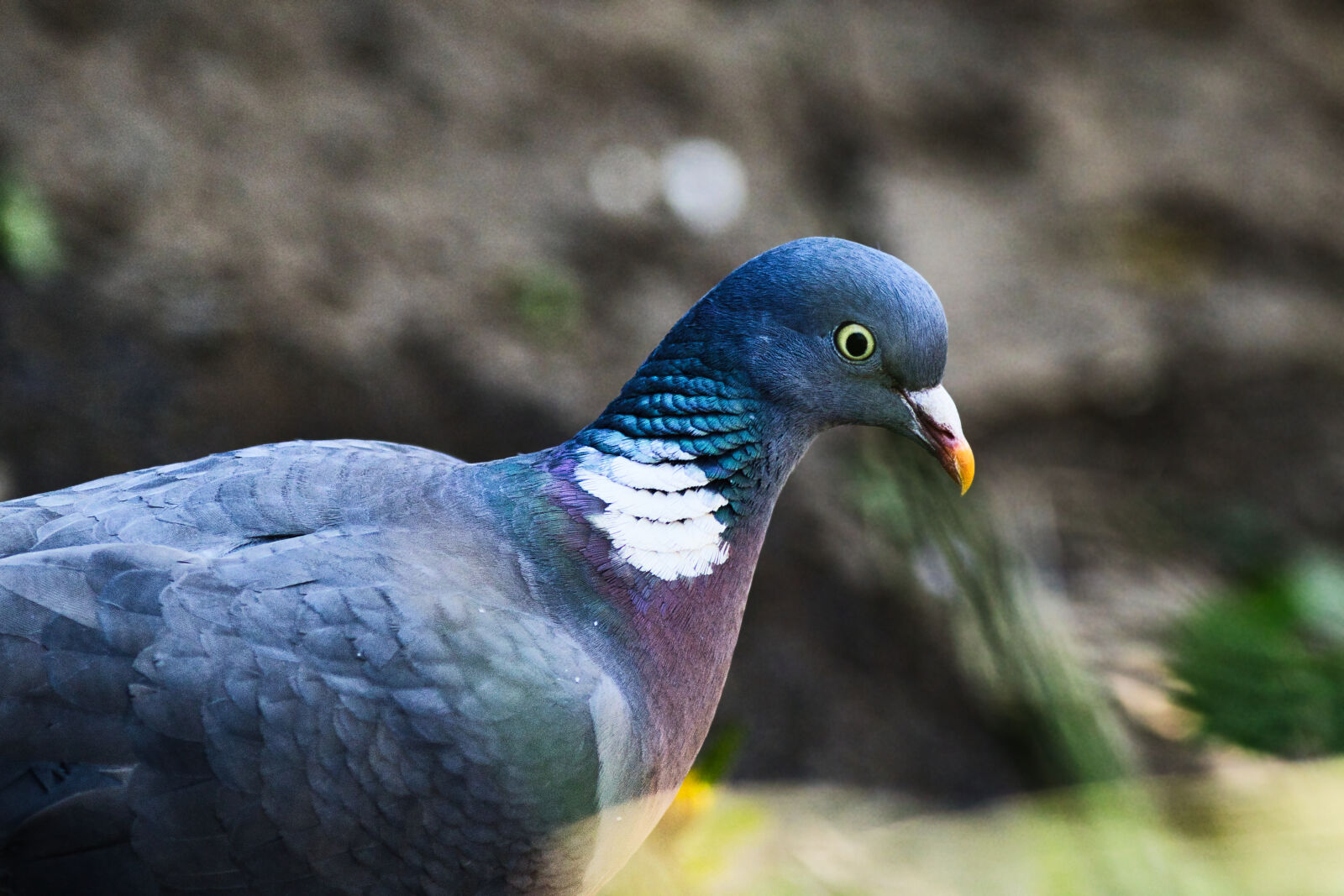 Canon EF 300mm F4L IS USM sample photo