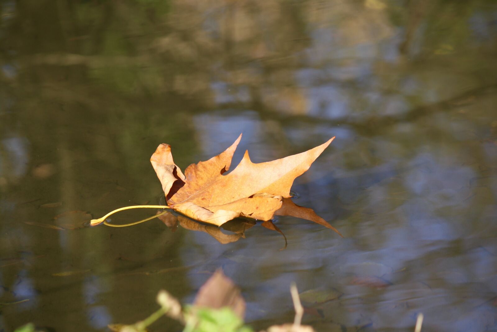 Canon EOS 1000D (EOS Digital Rebel XS / EOS Kiss F) sample photo. Autumn, river, leaf photography