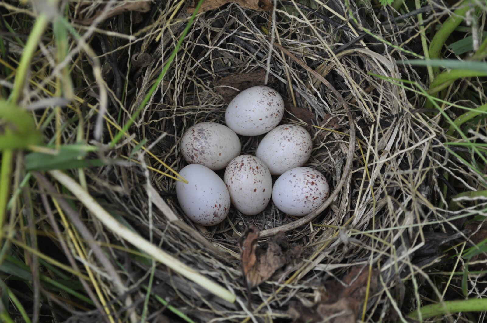 Nikon D5000 sample photo. Eggs, nest, bird photography