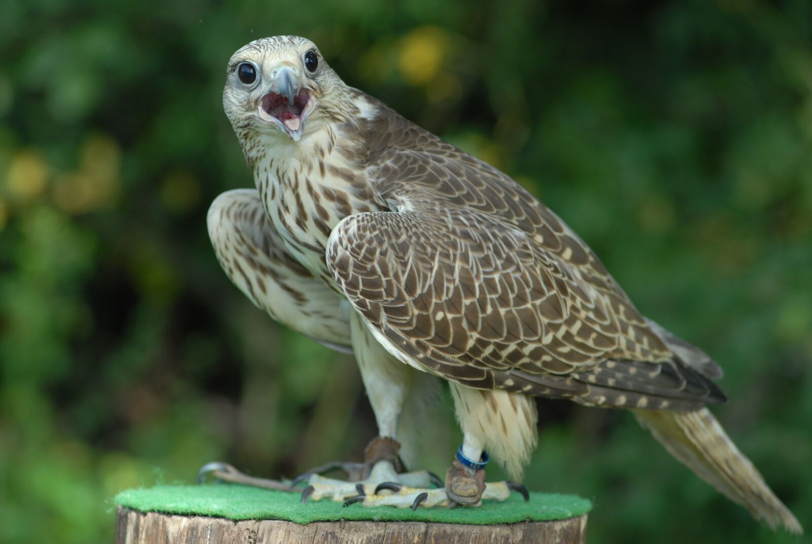 Nikon D200 sample photo. Animal, bird, raptor photography