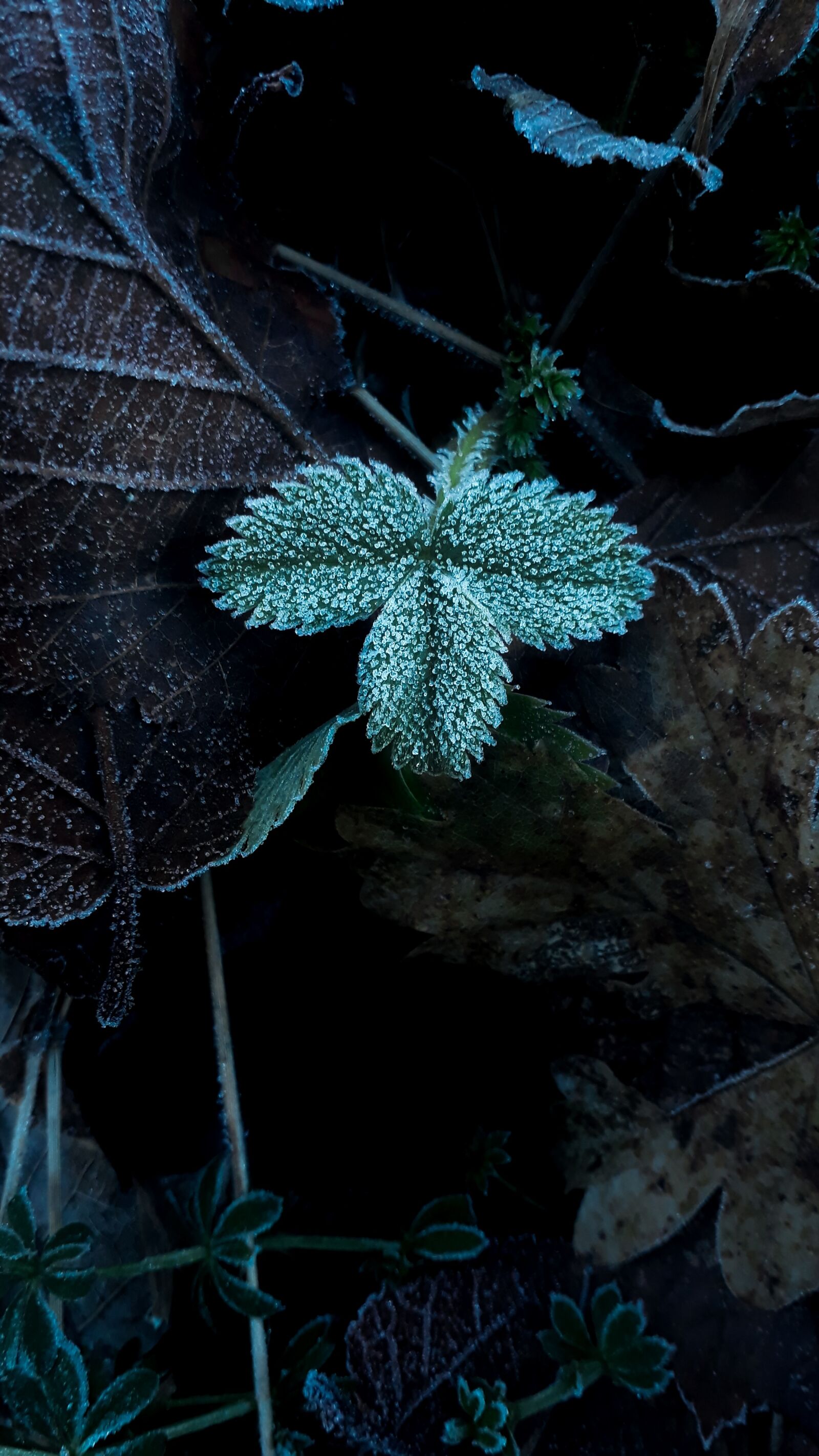 Samsung Galaxy A3(2017) sample photo. Flower, dew, winter photography