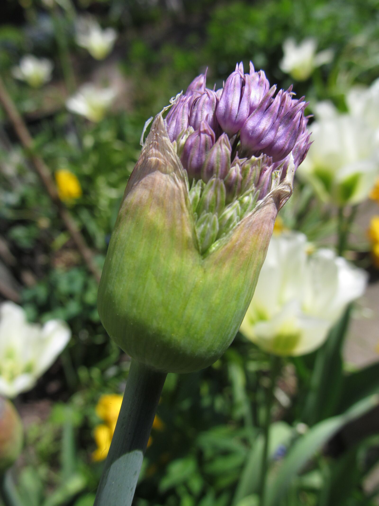 Canon PowerShot SX150 IS sample photo. Allium, spring, blossom photography
