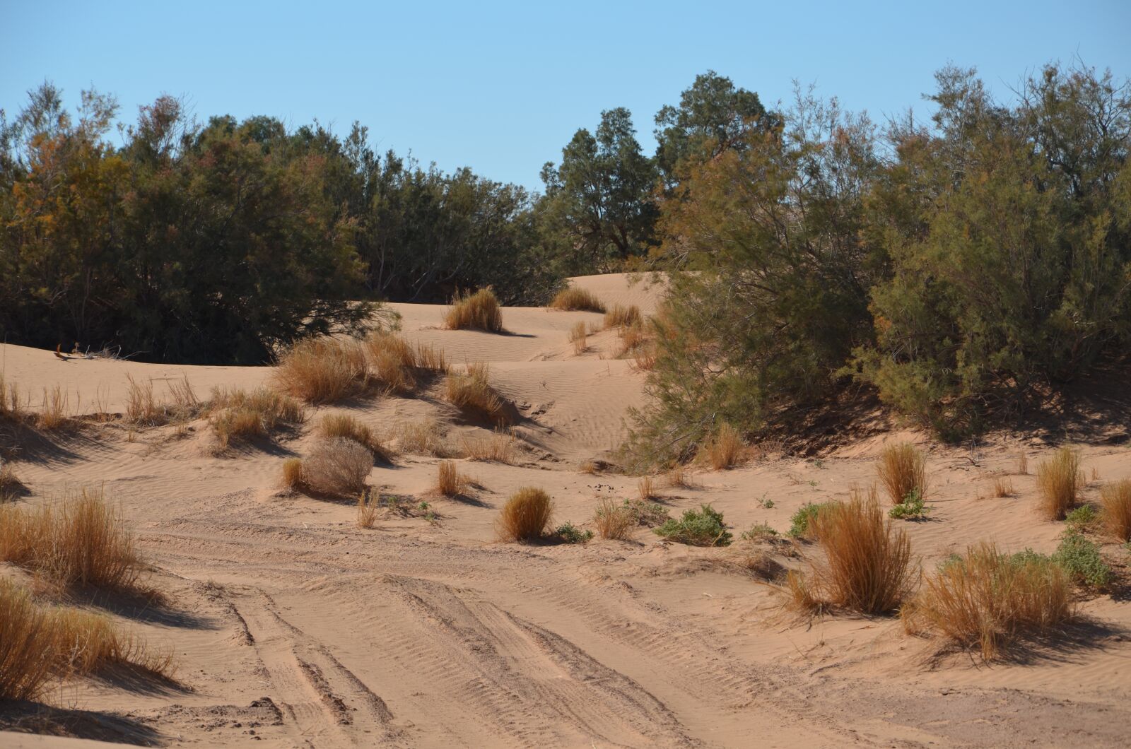 Nikon D5100 sample photo. Desert, sand, sahara photography