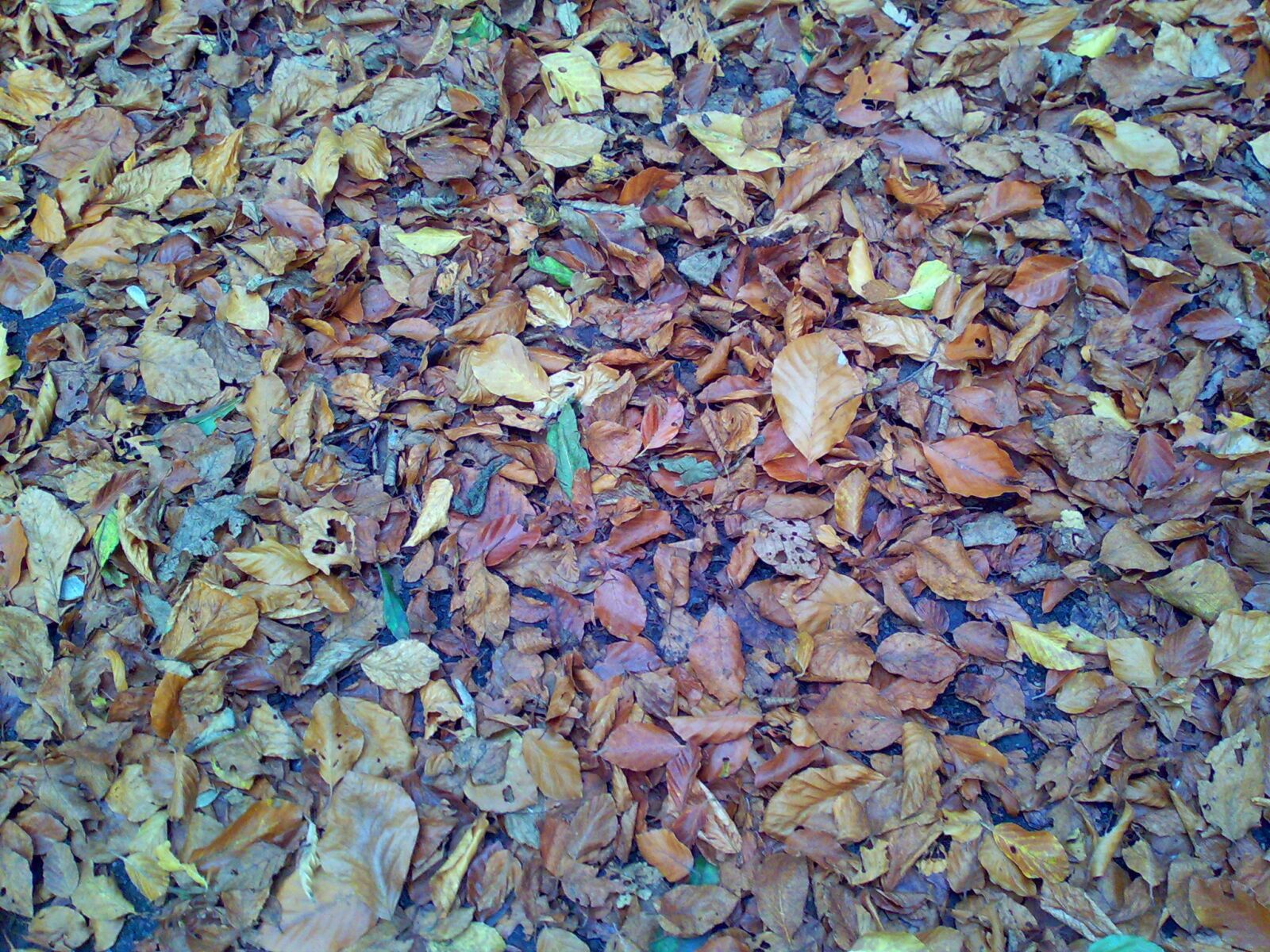 Nokia E90 sample photo. Autumn, leaves, fall, foliage photography