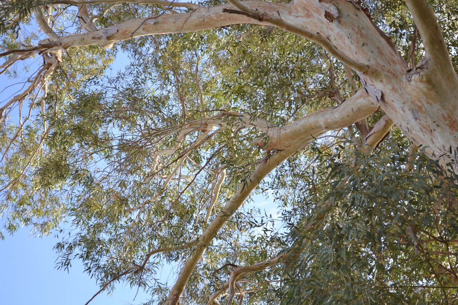 Nikon D3100 sample photo. Tree, eucalyptus, sky photography