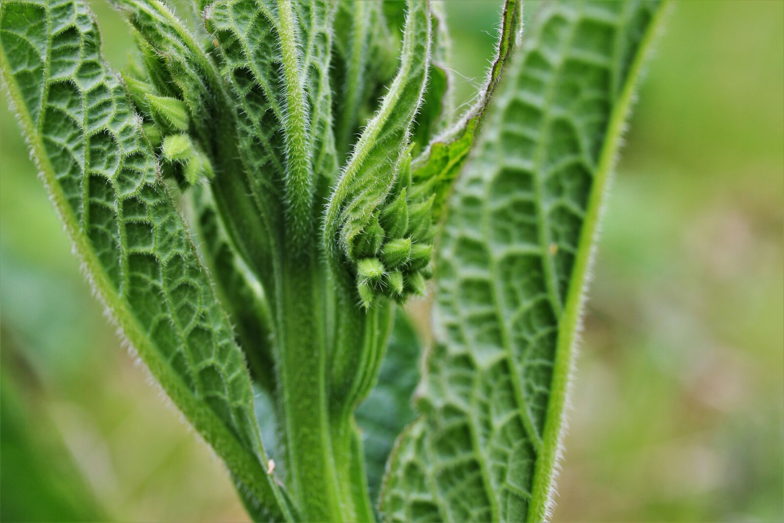 Canon EF-S 35mm F2.8 Macro IS STM sample photo. True comfrey, comfrey, common photography