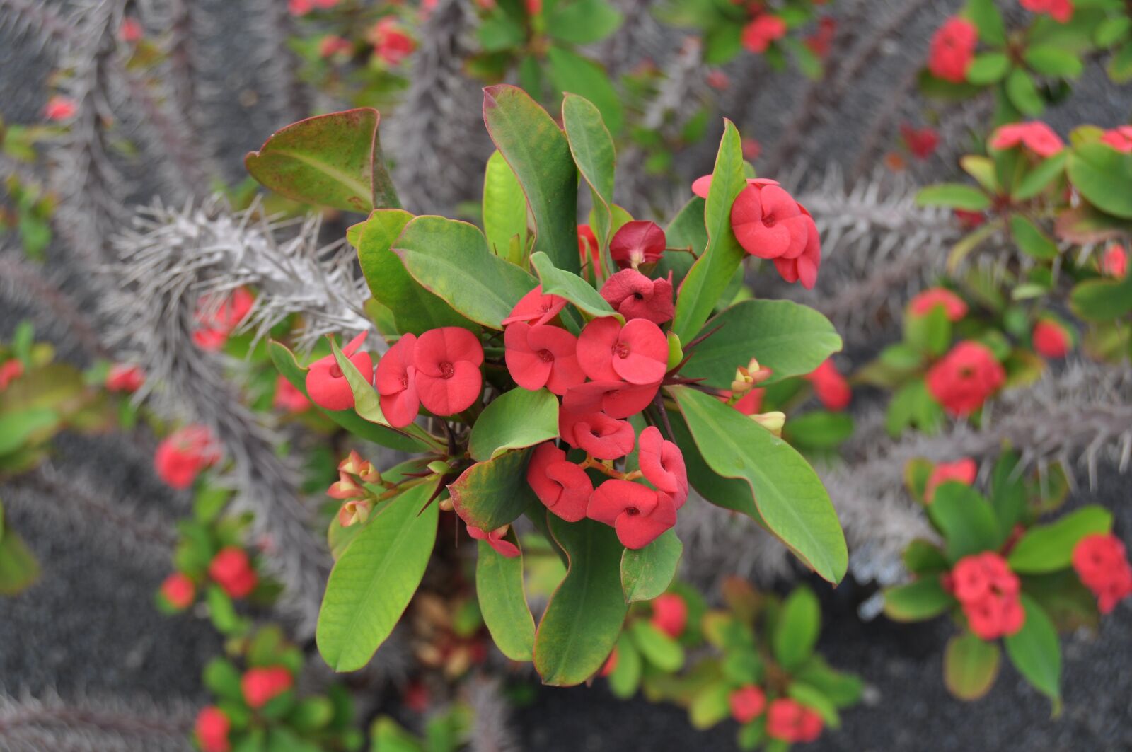 Nikon D5000 sample photo. Flower, lanzarote, spain photography