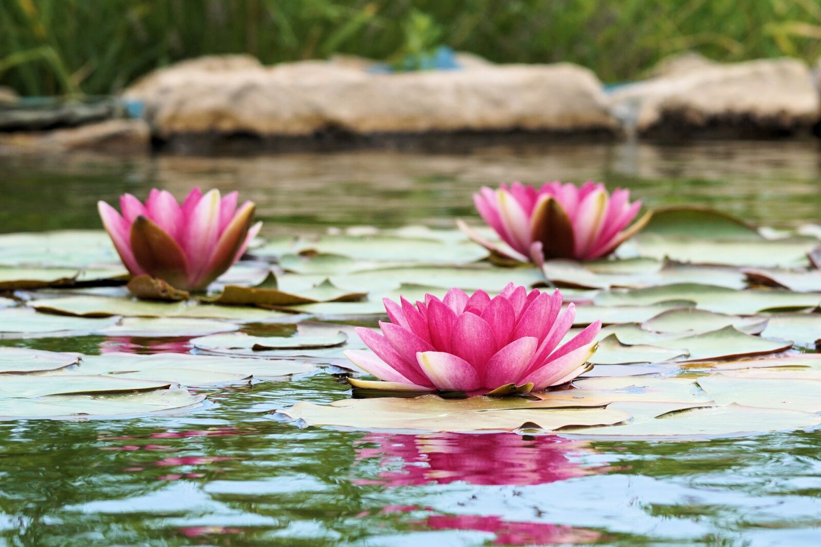 Sony a6000 + E 60mm F2.8 sample photo. Water lily, pond, blossom photography