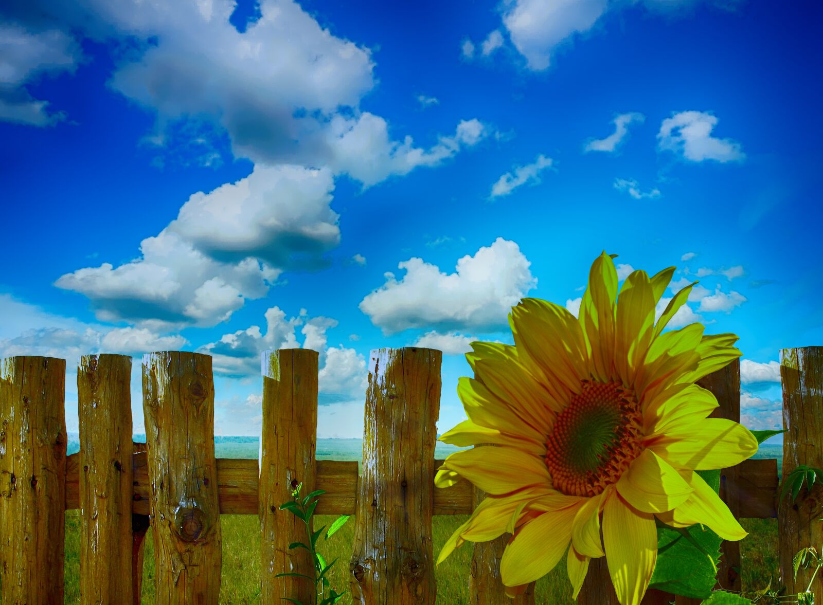 Nikon D5000 sample photo. Sunflower, summer, sunny photography