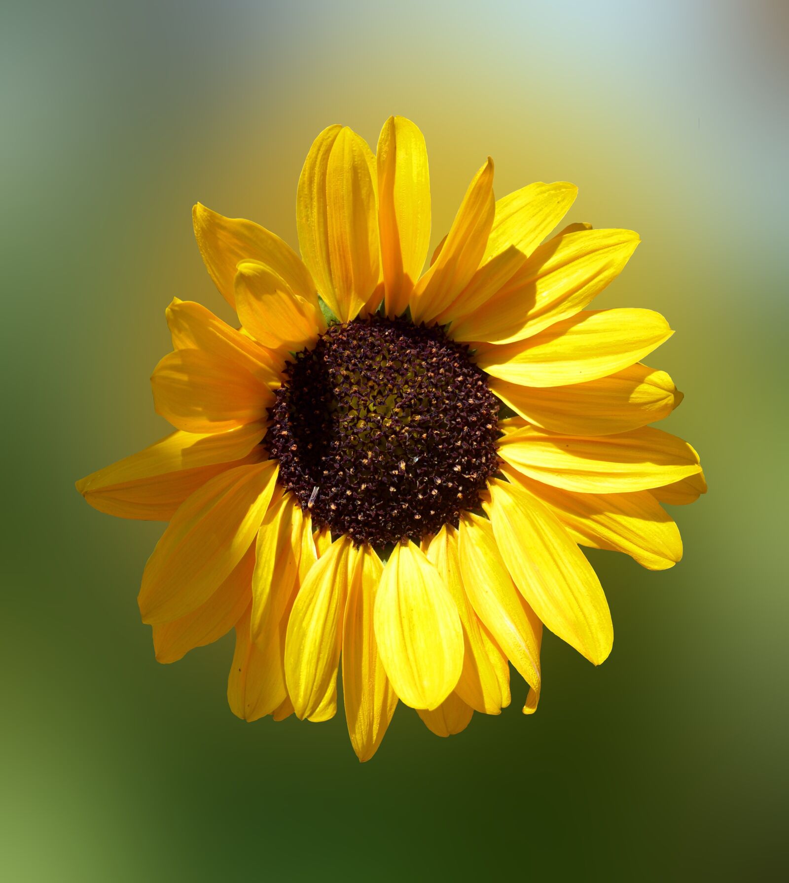 Nikon D3200 sample photo. Sunflower, sun, flower photography