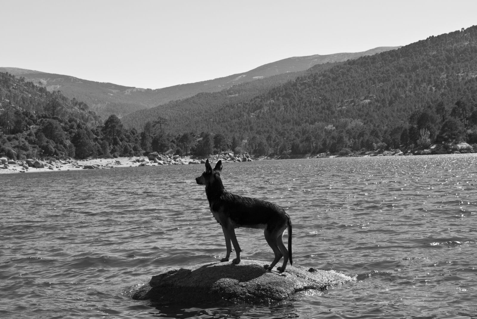 Nikon D3000 sample photo. Dog, b w, lake photography