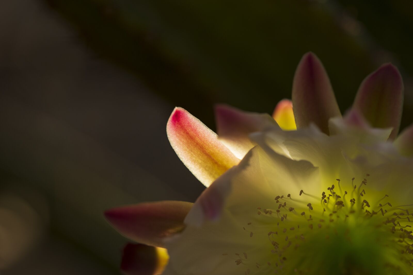 Nikon D600 sample photo. Flower, nature, plant photography