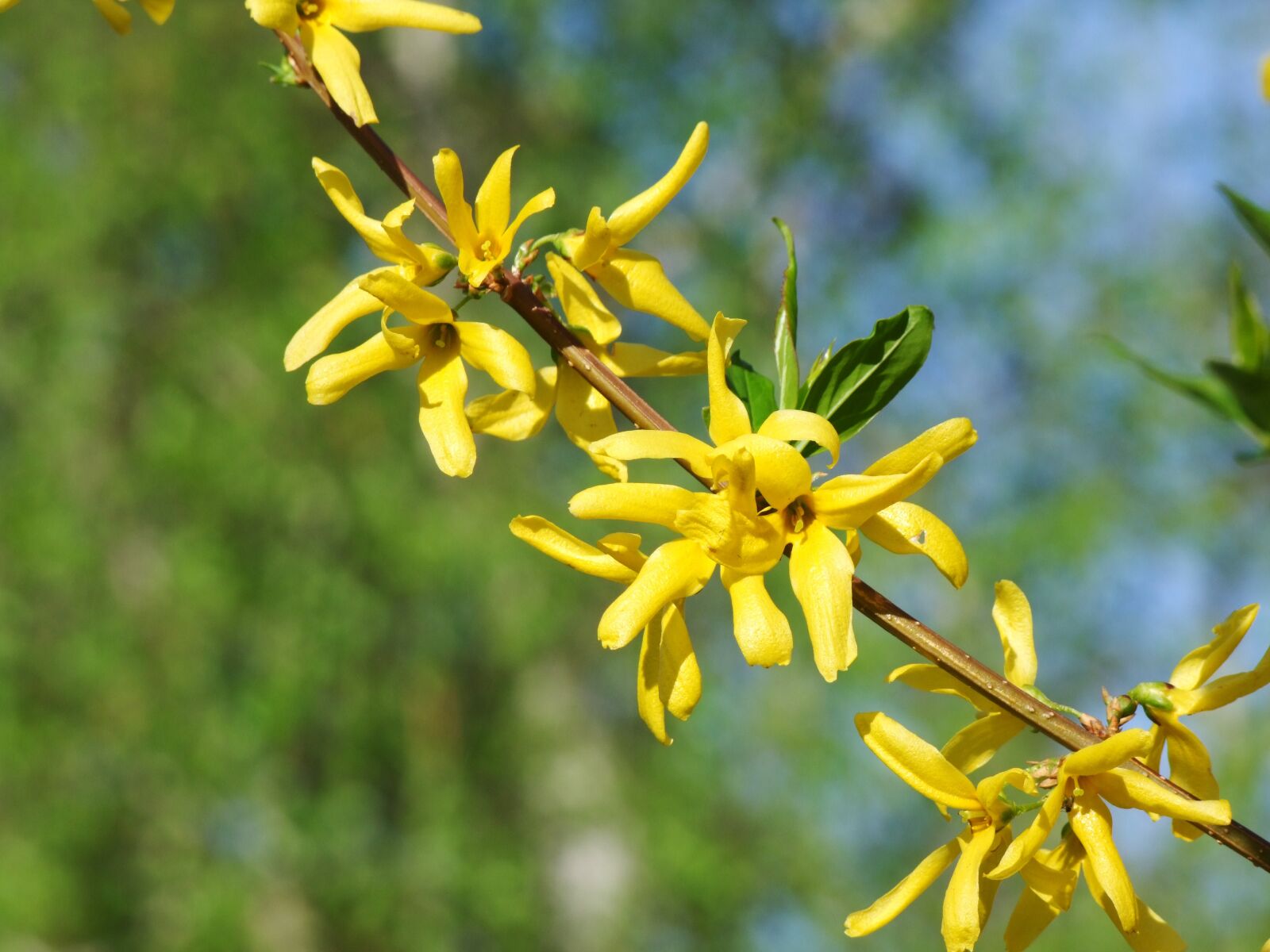 Fujifilm FinePix S100fs sample photo. Laburnum, flower, yellow flower photography