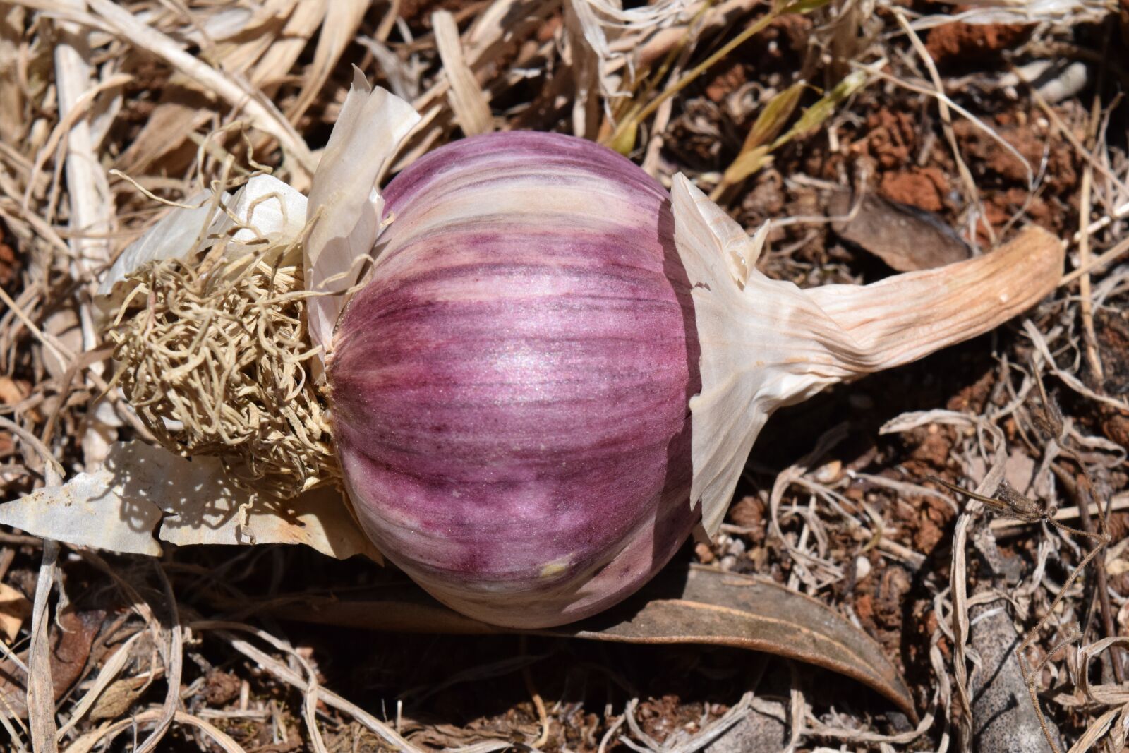 Nikon D3300 sample photo. Garlic, purple, violet photography