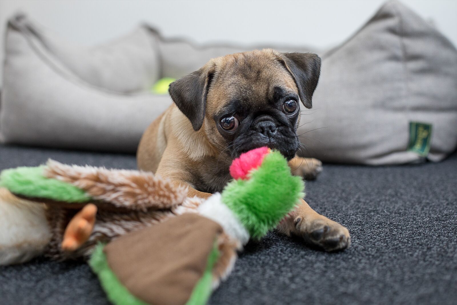 Canon EF 50mm F1.4 USM sample photo. Dog, pug, face photography