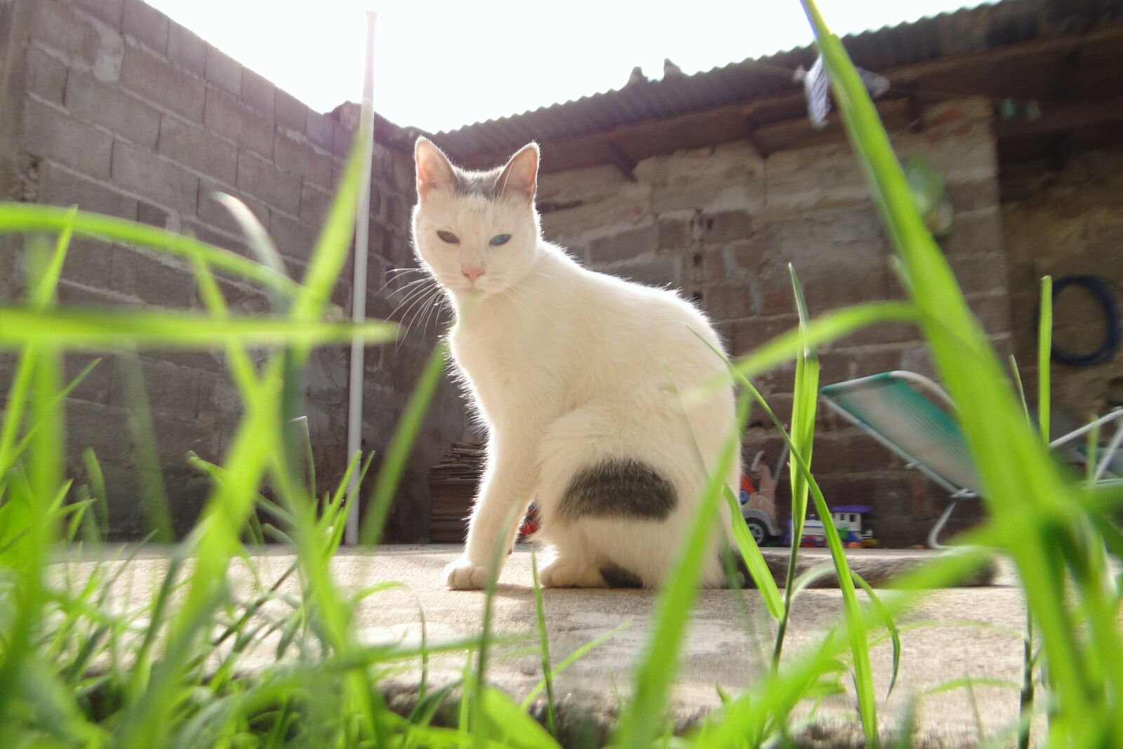 Sony Cyber-shot DSC-HX1 sample photo. Cat, animal, patio photography