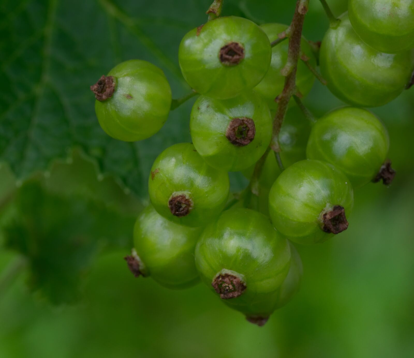 Nikon D3100 sample photo. Currant, green, nature photography