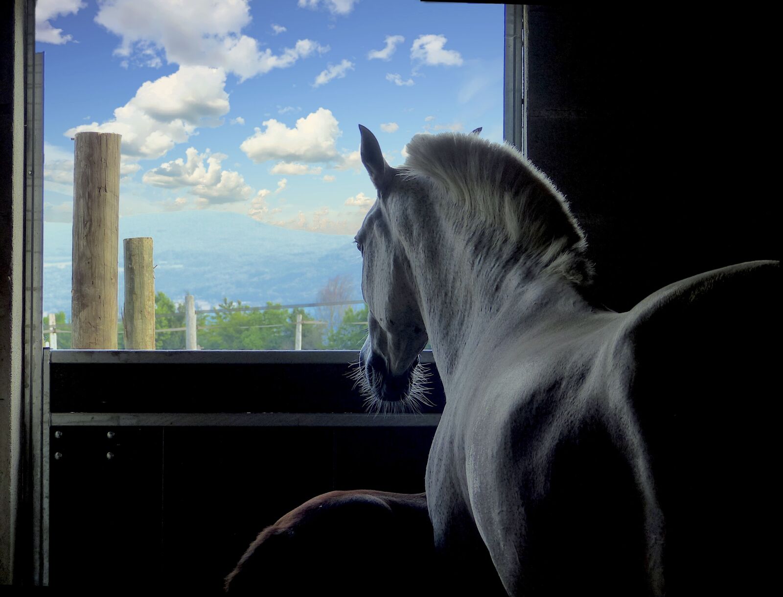 Panasonic Lumix DMC-FZ200 sample photo. Horse, boxing, window photography