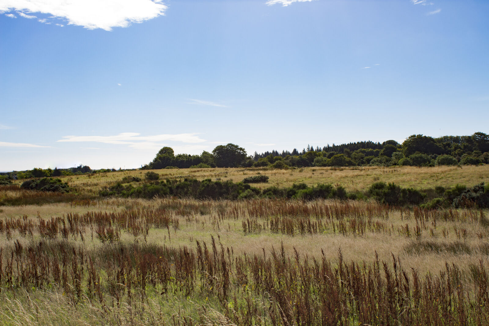 Canon EOS 650D (EOS Rebel T4i / EOS Kiss X6i) sample photo. Blue, sky, field, grass photography