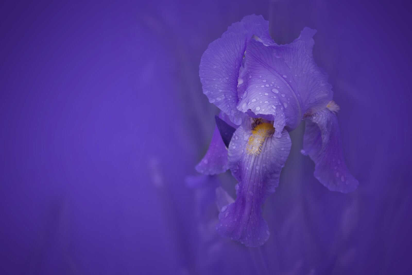 Canon EOS 1100D (EOS Rebel T3 / EOS Kiss X50) sample photo. Iris, flower, nature photography