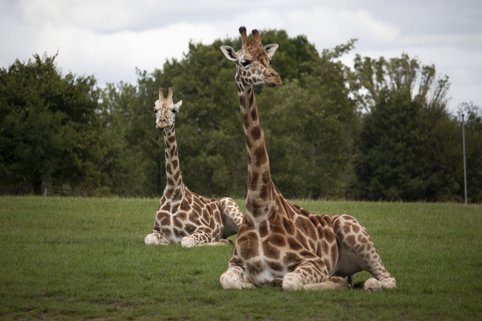 Canon EOS 77D (EOS 9000D / EOS 770D) sample photo. Giraffes, wildlife, park photography