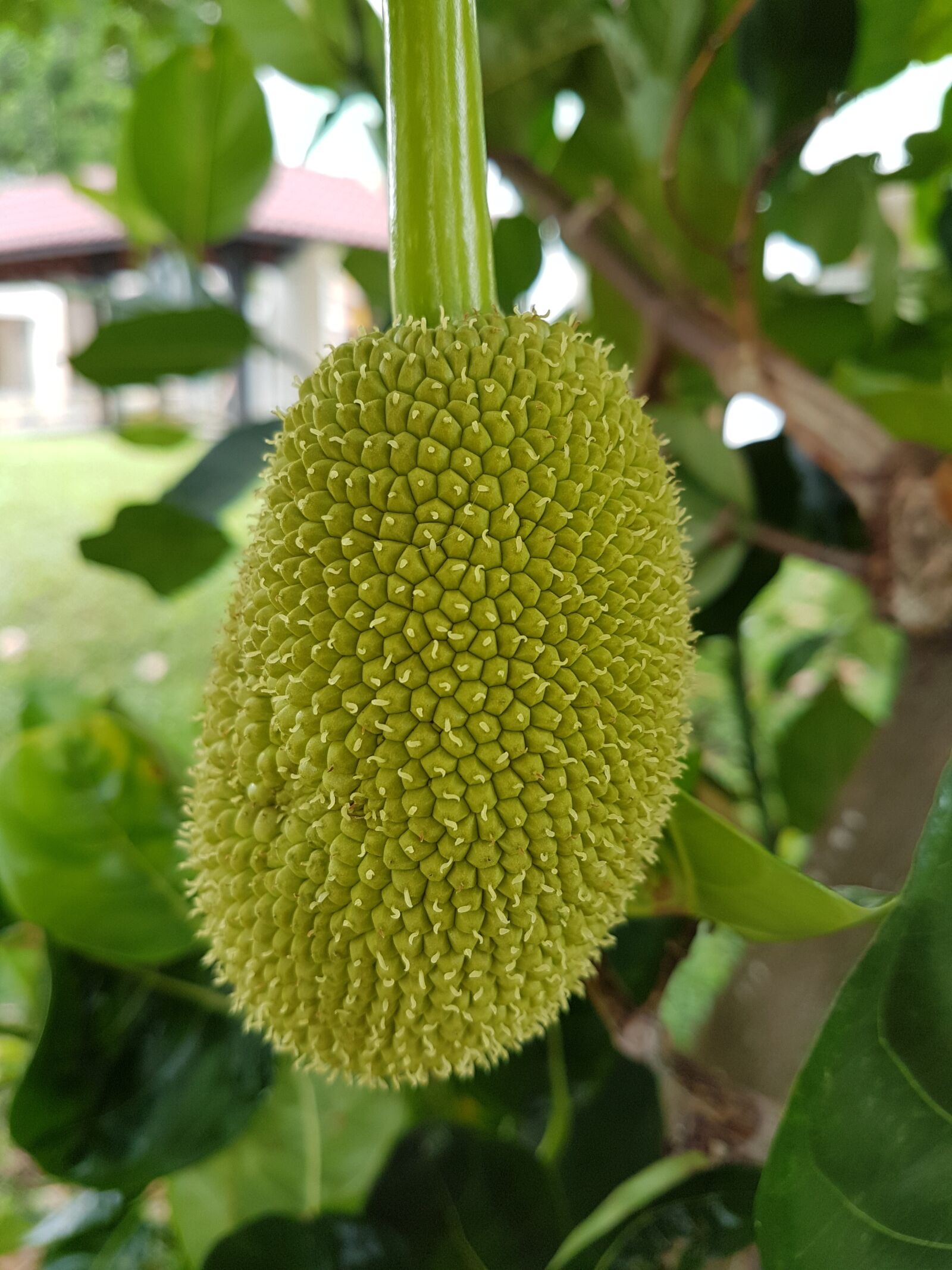 Samsung Galaxy S7 sample photo. Jackfruit, fruit, sweet photography