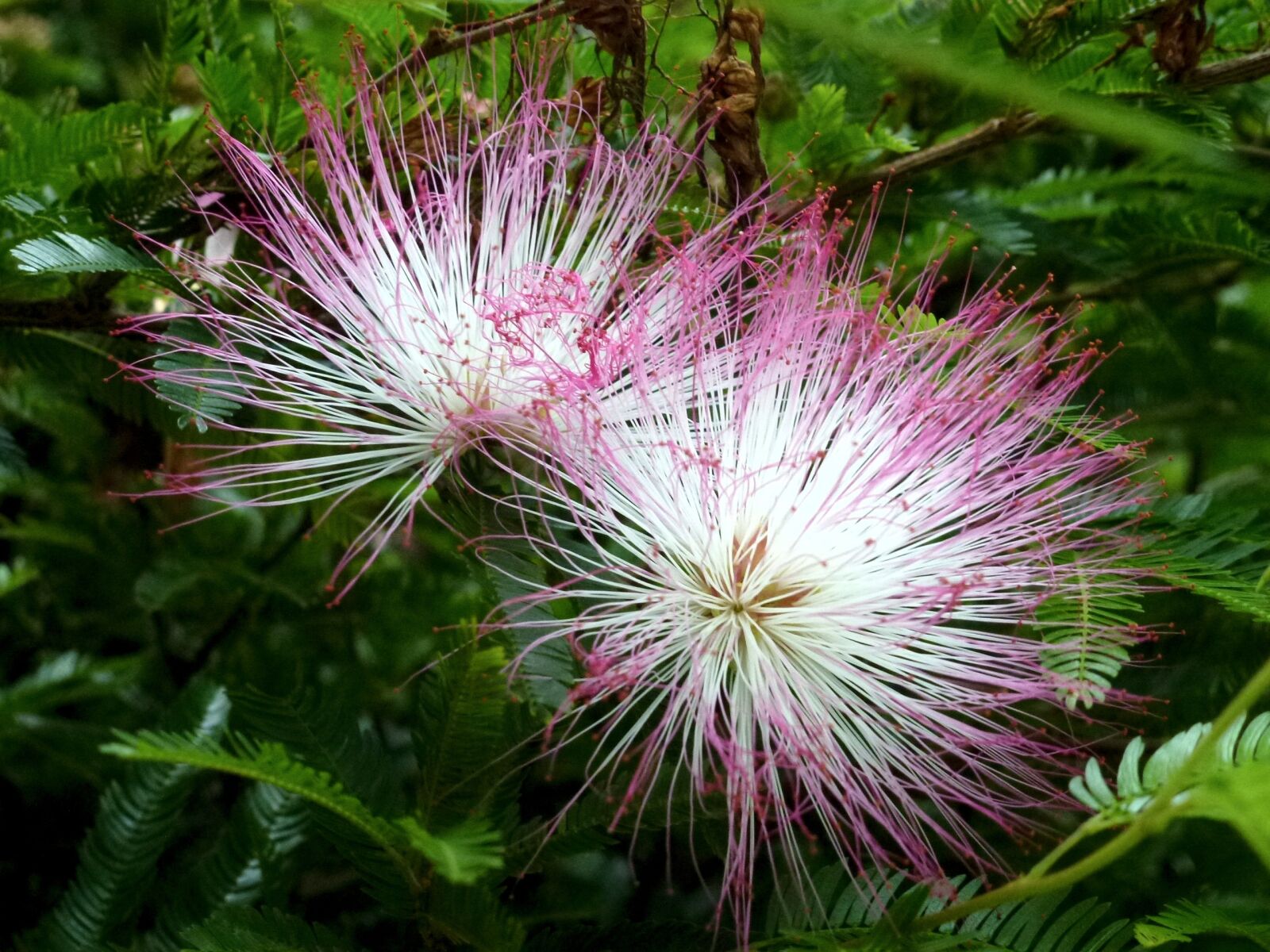 Panasonic Lumix DMC-ZS10 (Lumix DMC-TZ20 / Lumix DMC-TZ22) sample photo. Nature, flora, flower photography
