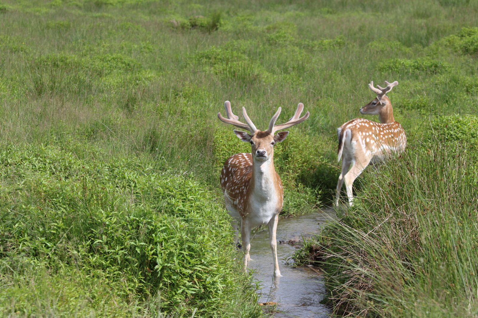 Canon EF 70-300mm F4-5.6 IS USM sample photo. Fallow deer, meadow, brook photography