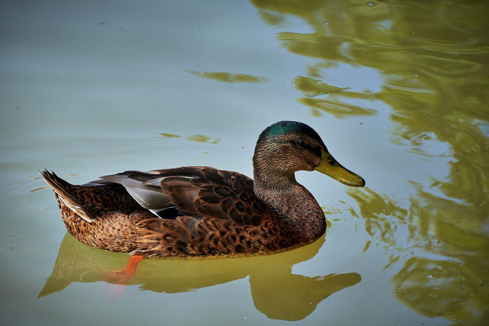 Nikon D7200 sample photo. Duck, feathers, animals photography
