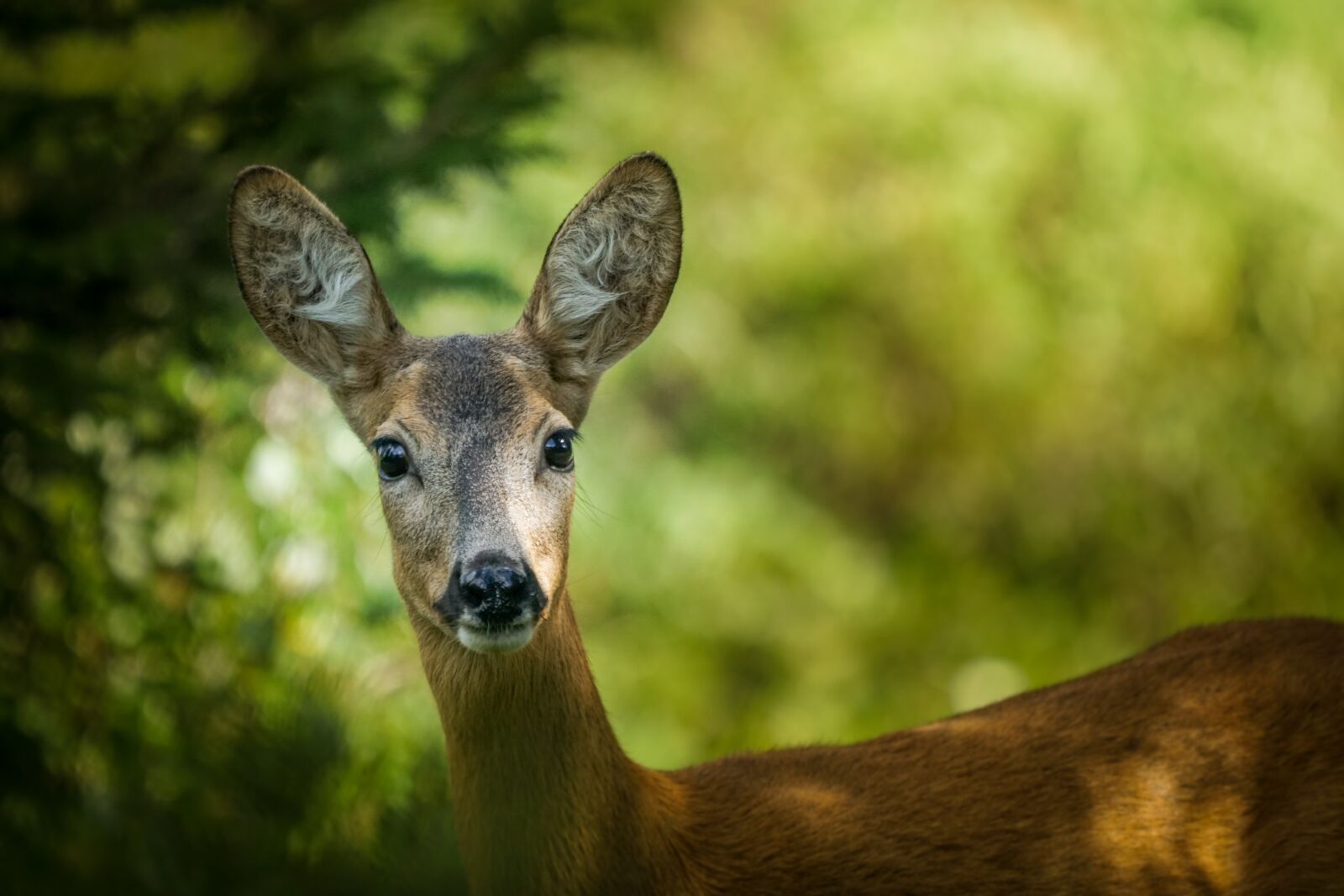 Sony FE 100-400mm F4.5-5.6 GM OSS sample photo. Roe, wild life, wild photography