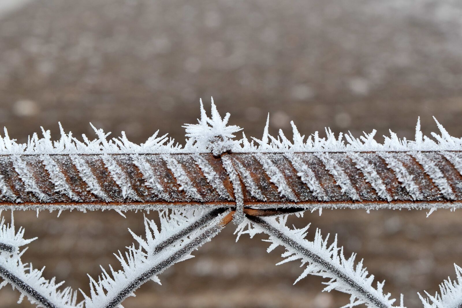 Nikon D5500 sample photo. Barbed wire, cast iron photography