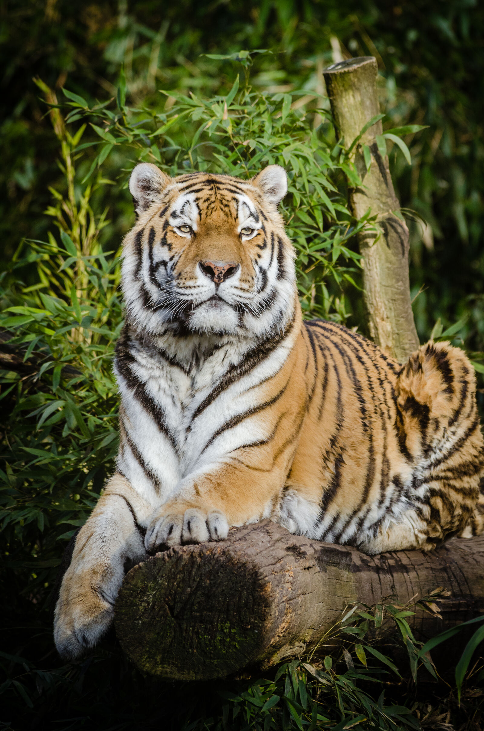 Nikon D7000 + Sigma APO Tele Macro 300mm F4 sample photo. Tiger, on, top, of photography