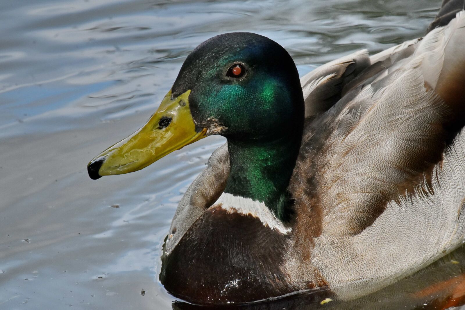 Nikon D5500 sample photo. Details, head, mallard, wildlife photography