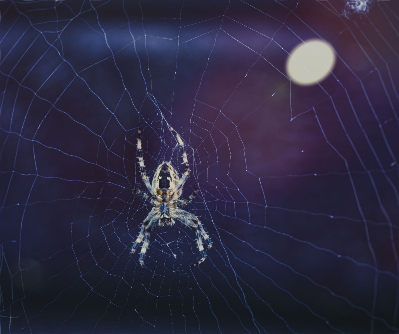 Nikon D750 sample photo. Araneus, orb web, garden photography