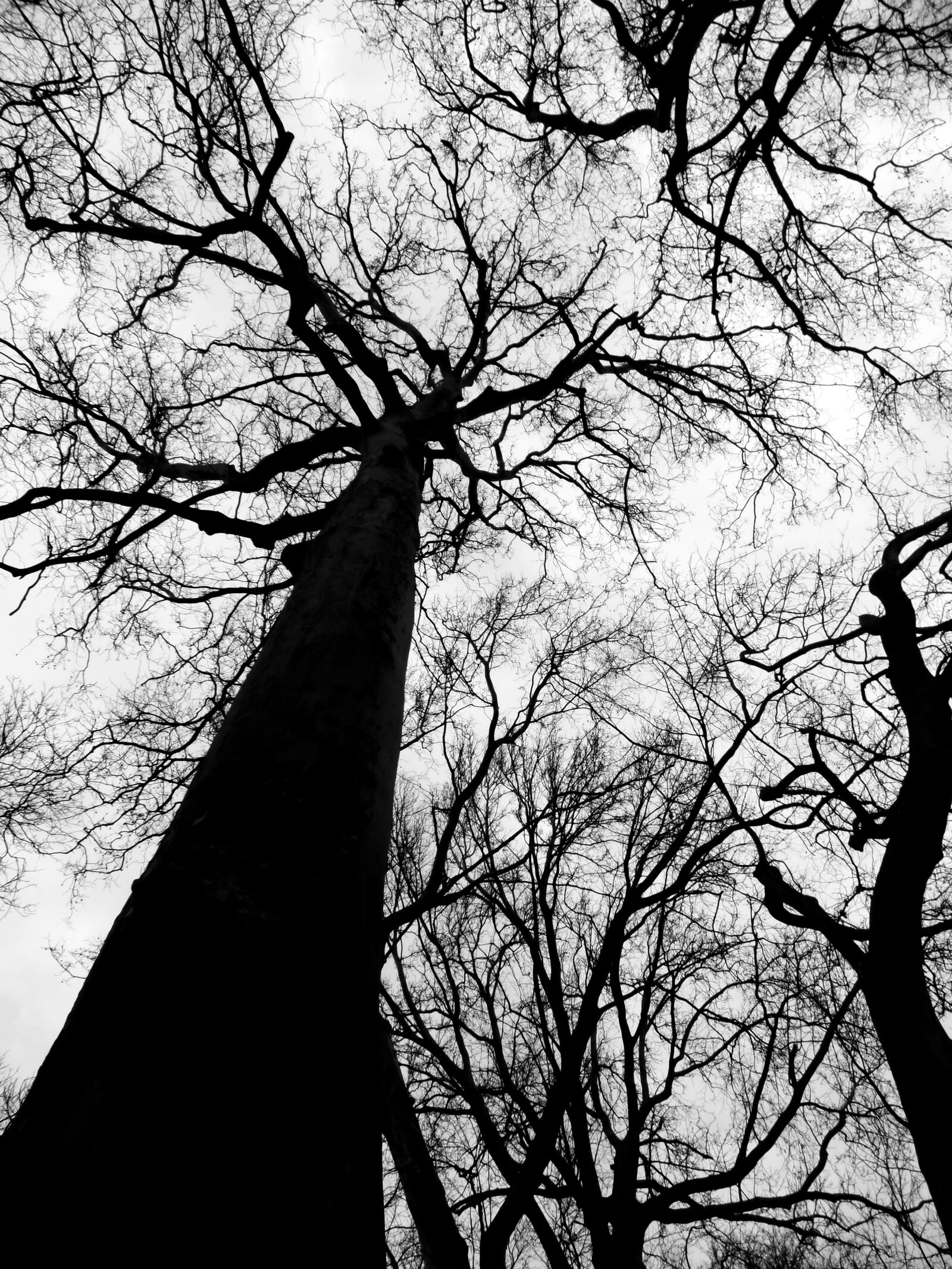 Samsung WB350F/WB351F/WB352F sample photo. Tree, forest, nature photography
